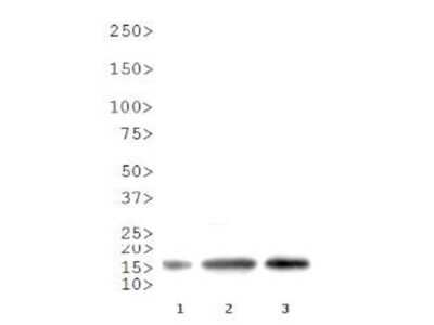 Western Blot: Histone H3 [Asym-dimethyl Arg9] Antibody [NBP2-44066]